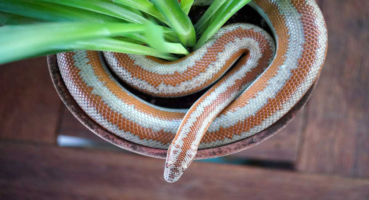 13 Best Beginner Pet Snakes That Don't Bite And Aren't Poisonous - The ...