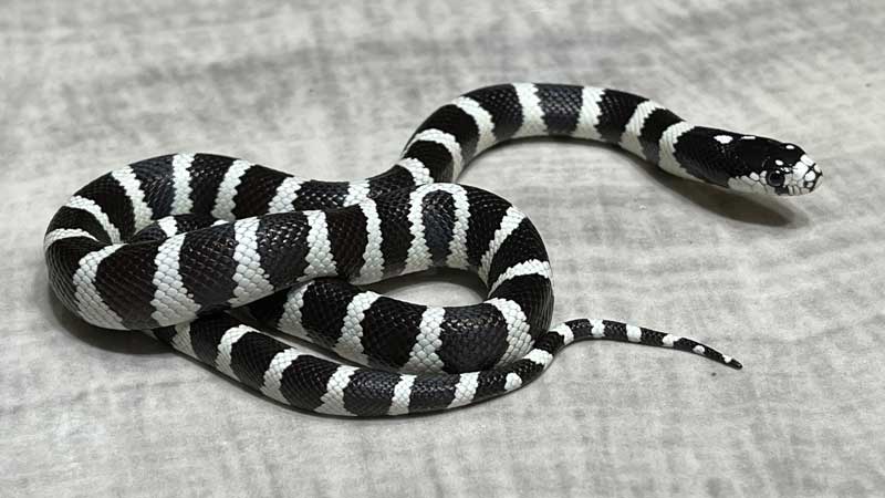 California king snake