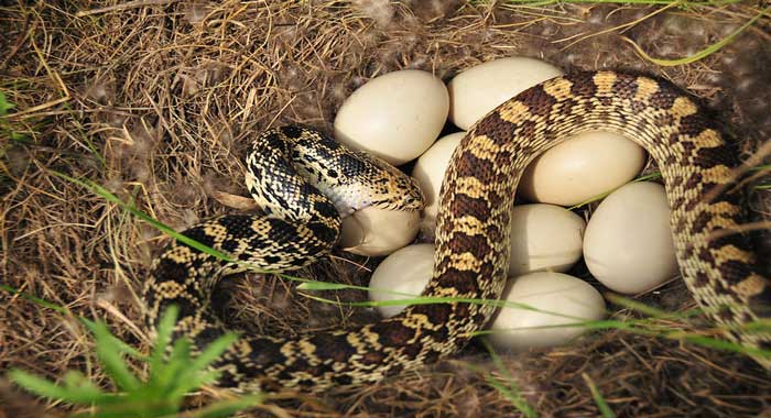Pet Snakes That Don’t eat mice Or Rodent