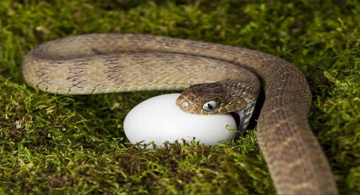 Snakes That Eat Eggs: Give Them Love And They Will Make You Happy - The ...