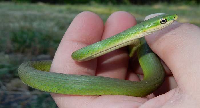 handling rough green snake
