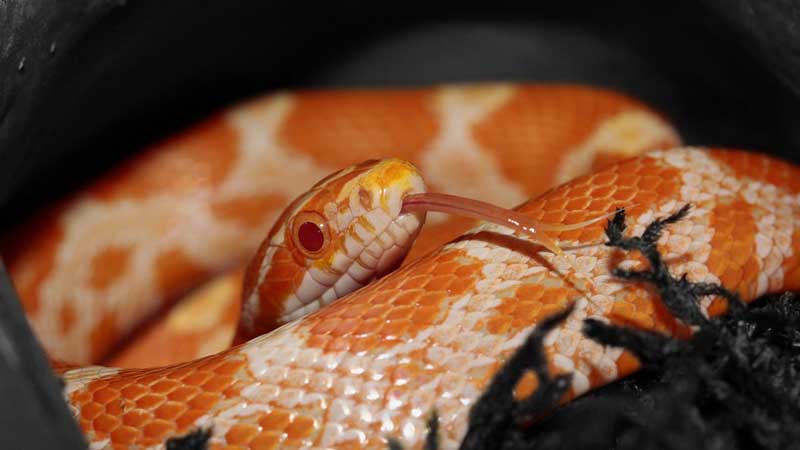 19 Best Snakes For Pets: Take A Look And Find Out - The Reptile Pro