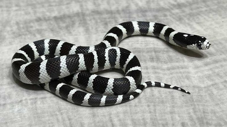 13 Best Beginner Pet Snakes That Don't Bite And Aren't Poisonous - The ...