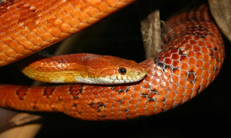 safest snake to own: Corn Snake