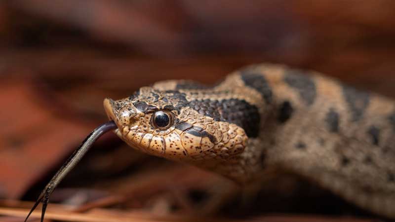 Pet hognose snake