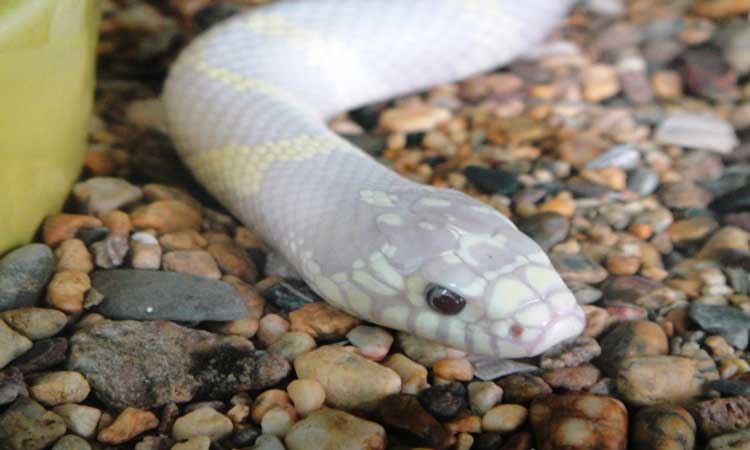 Albino California Kingsnake