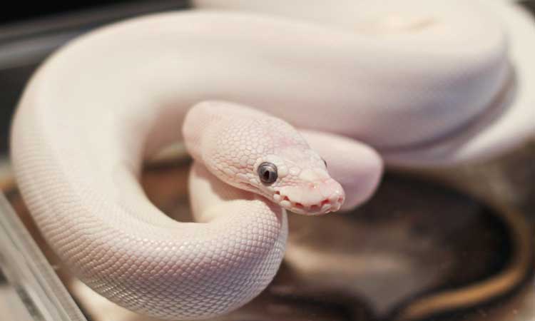 Blue Eyed Leucistic Ball Python