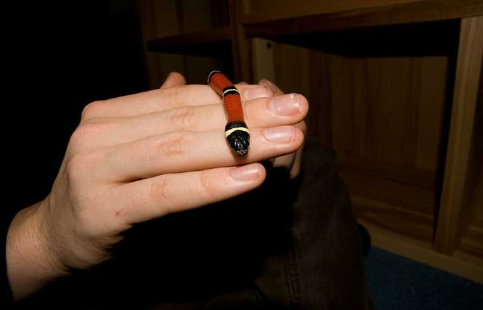 Handing a milk snake