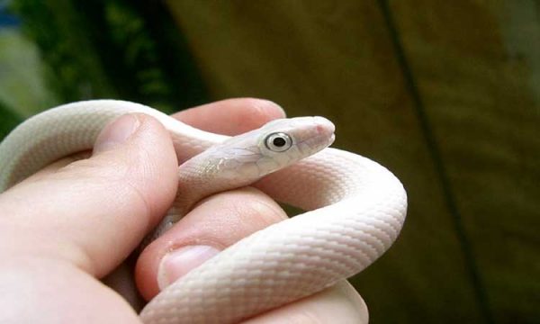 10 Best White Pet Snakes For Everyone - The Reptile Pro