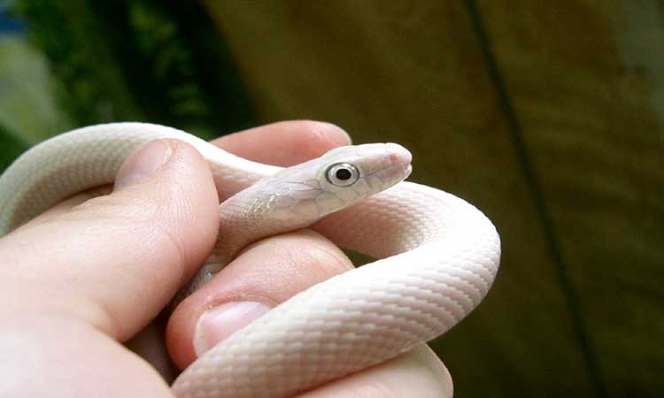 Leucistic Texas Rat Snake on hand