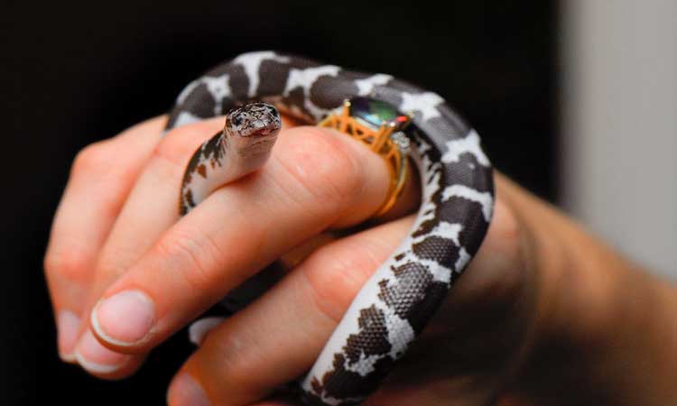 10 Best White Pet Snakes For Everyone - The Reptile Pro