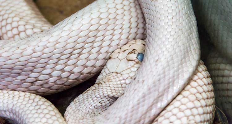 10 Best White Pet Snakes For Everyone - The Reptile Pro