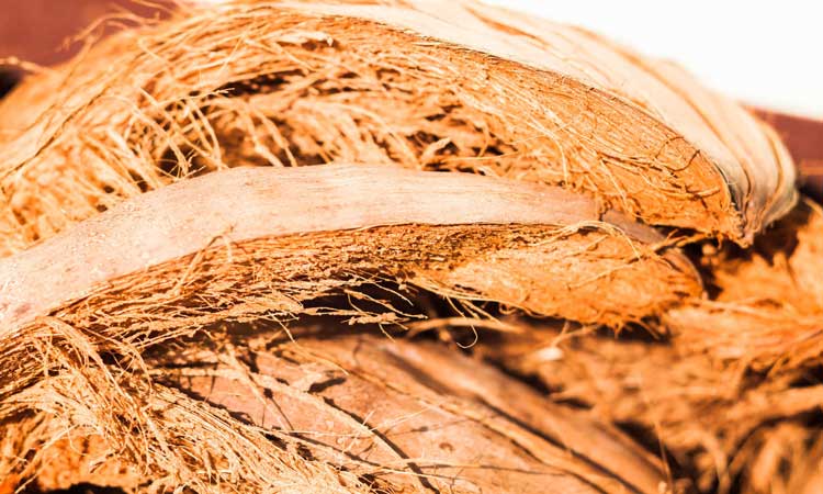 Coconut fiber for snake terrarium