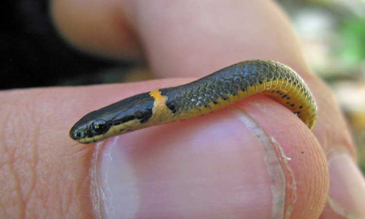 Ringneck Snake Species Profile Facts And Care Guide