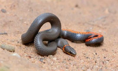 Ringneck Snake: Species Profile, Facts And Care Guide