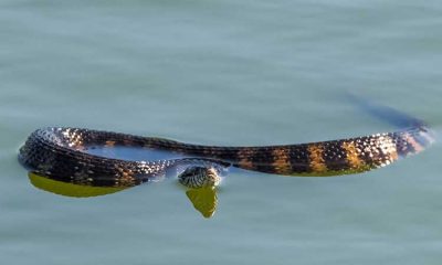 Pet Water Snake: The Ultimate Care Guide - The Reptile Pro