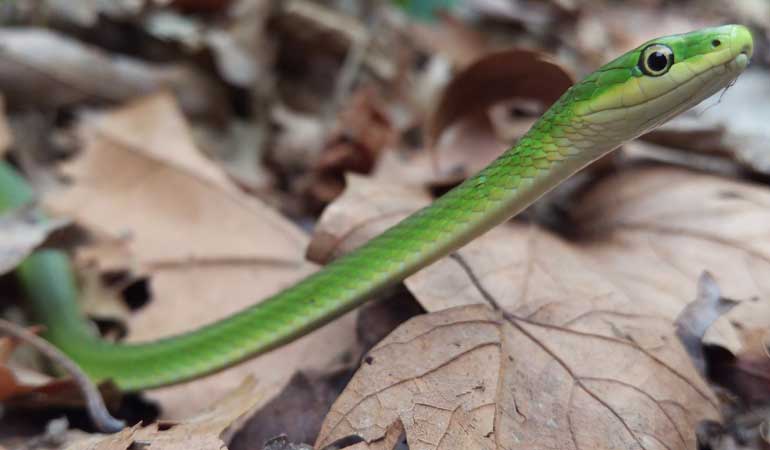 Rough green snake care guide