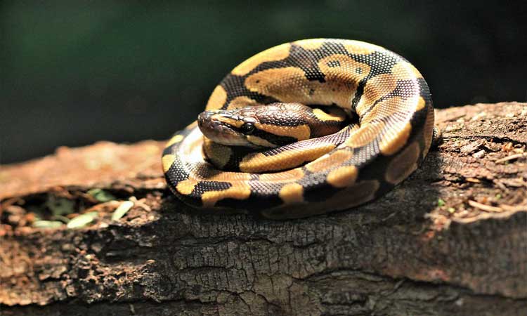 Ball Python
