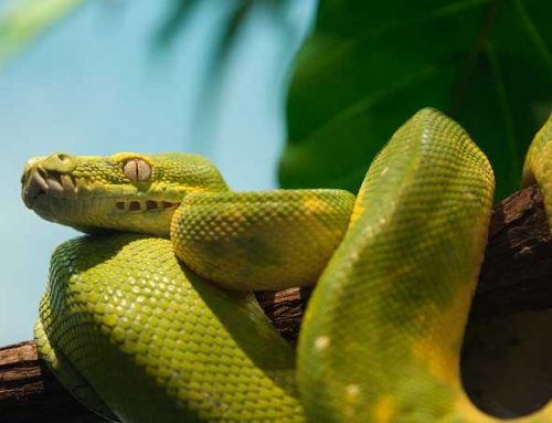 11 Reasons Why Snakes Are Good Pets - The Reptile Pro