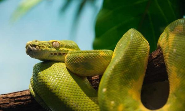 the-best-pet-pythons-are-pythons-good-pets-the-reptile-pro