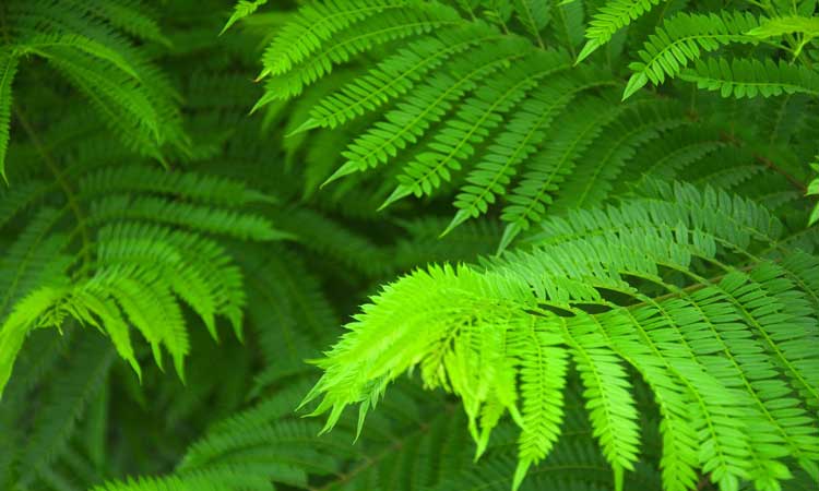 Nephrolepis exaltata (Boston fern)