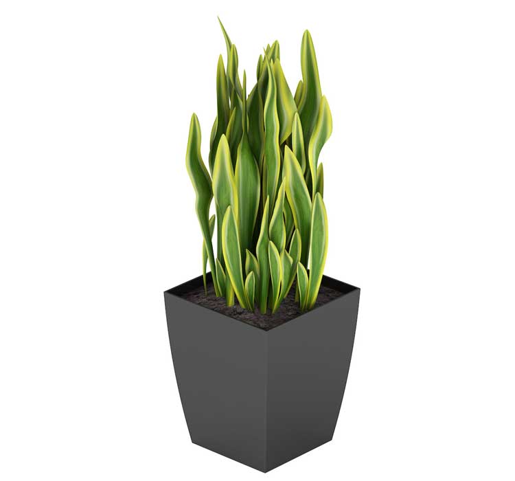 Sansevieria trifasciata (Mother-in-law's tongue)