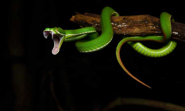 cons of owning a pet snake