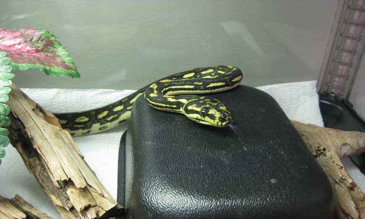 carpet-python-species-profile-facts-and-care-guide