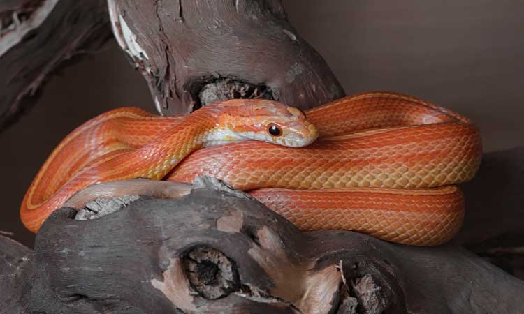artificial light for snake