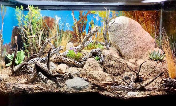 lights for snake terrarium