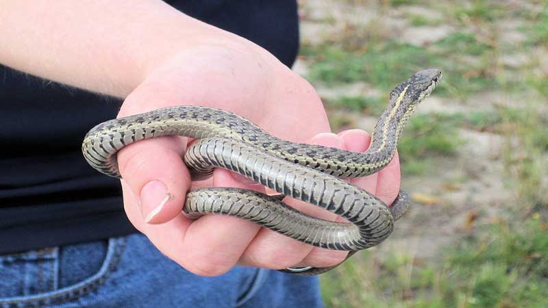 how-to-catch-an-escaped-pet-snake-in-your-house