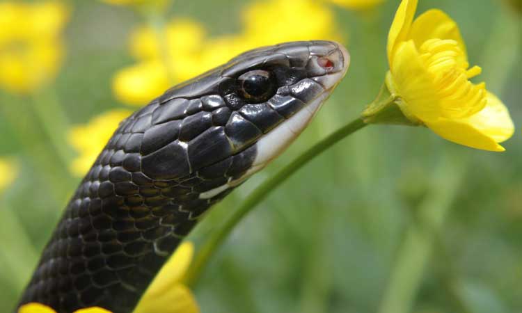 what-do-baby-black-snakes-eat-the-reptile-pro